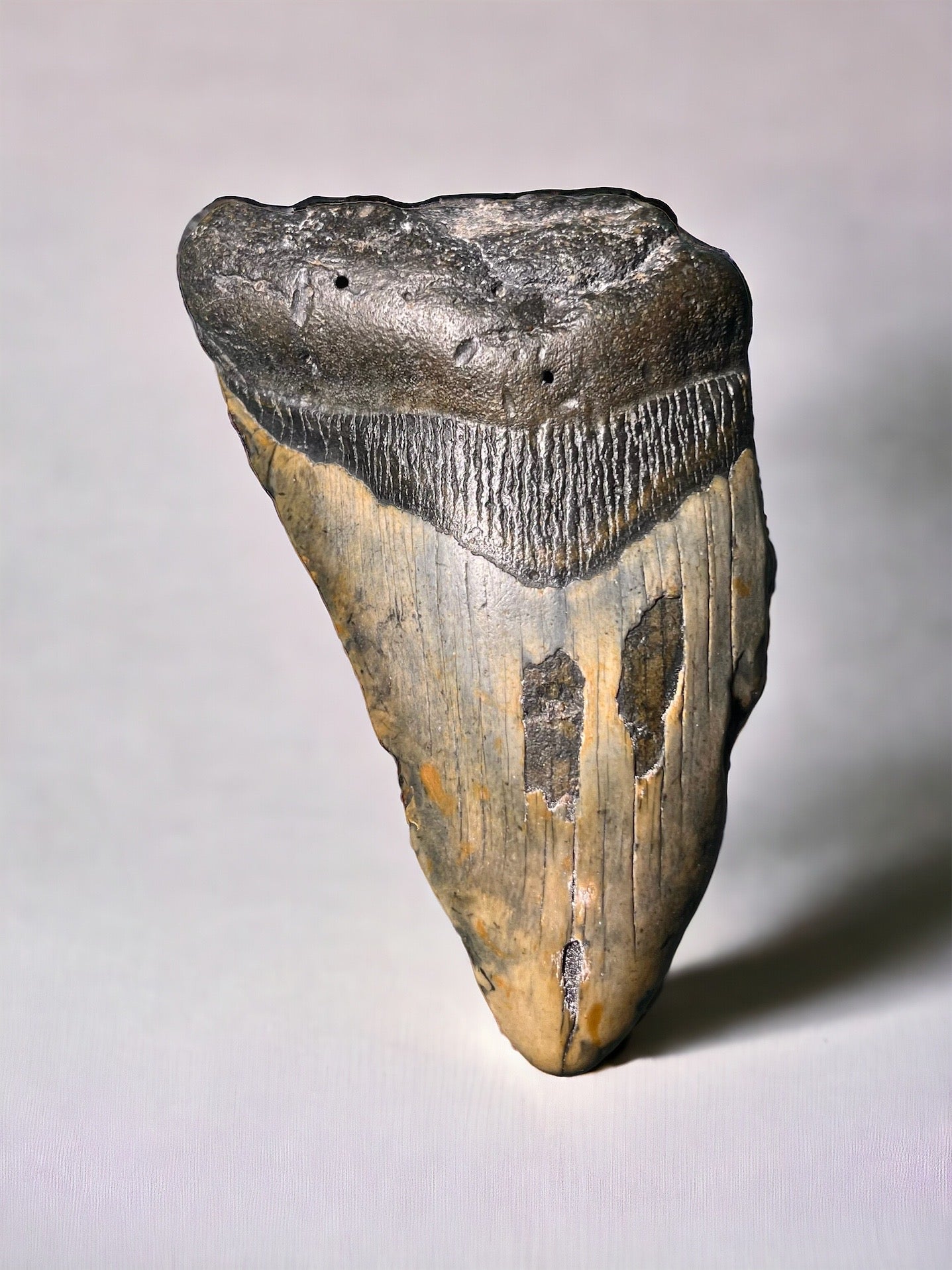 Megalodon Tooth (G)