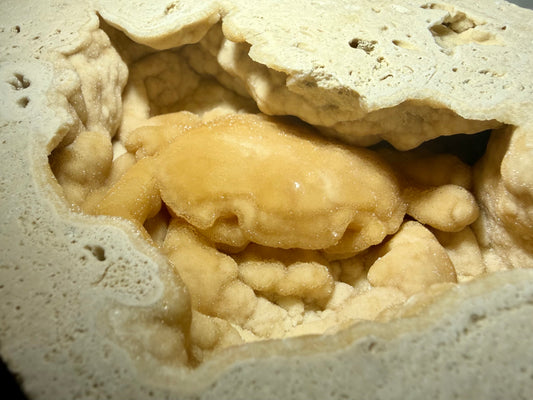 Close-up of amber-toned fossil crab surrounded by thick botryoidal travertine textures.