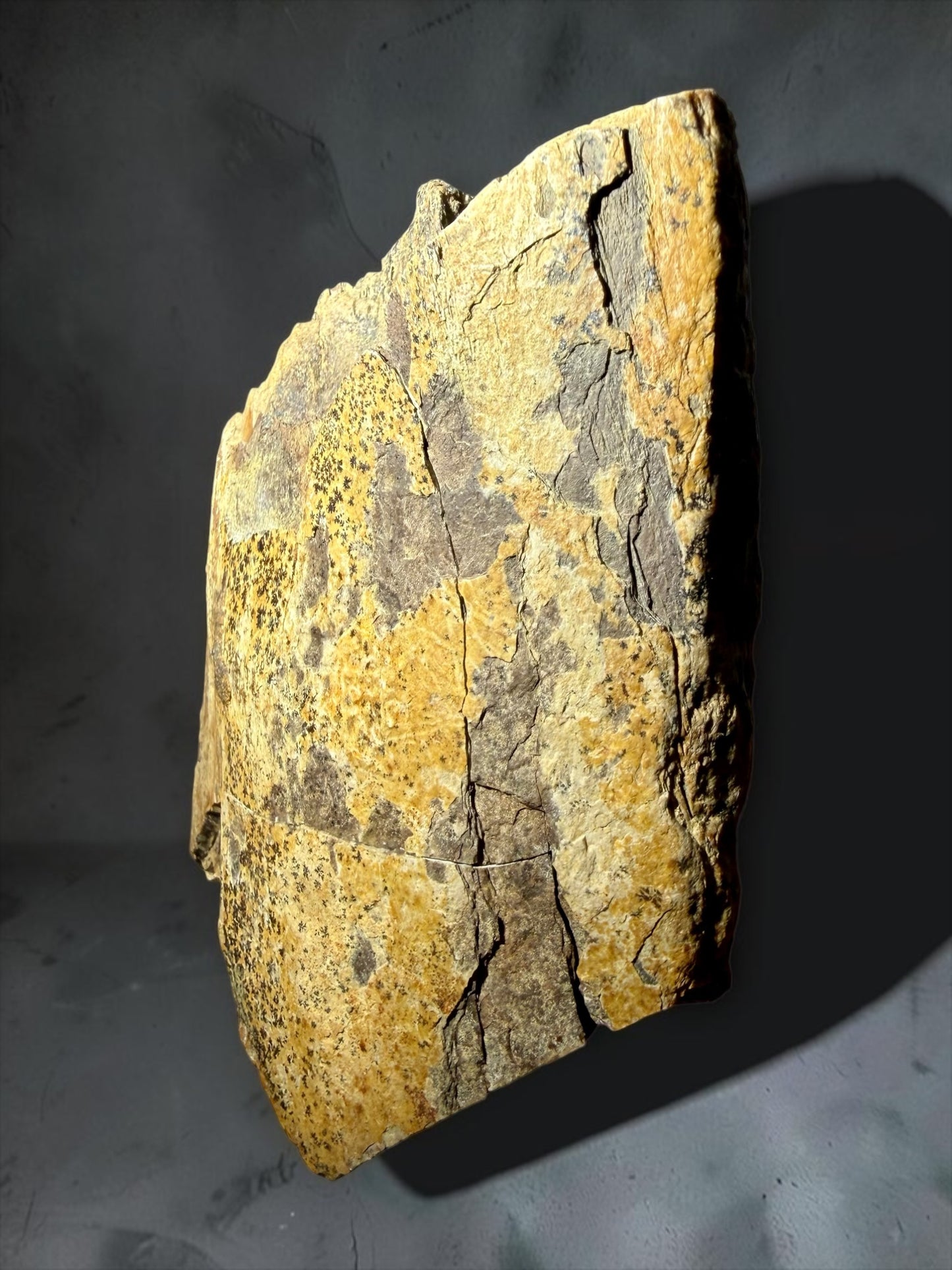 T. Rex Femur Bone Fossil- Hell Creek | River Walkers Minerals