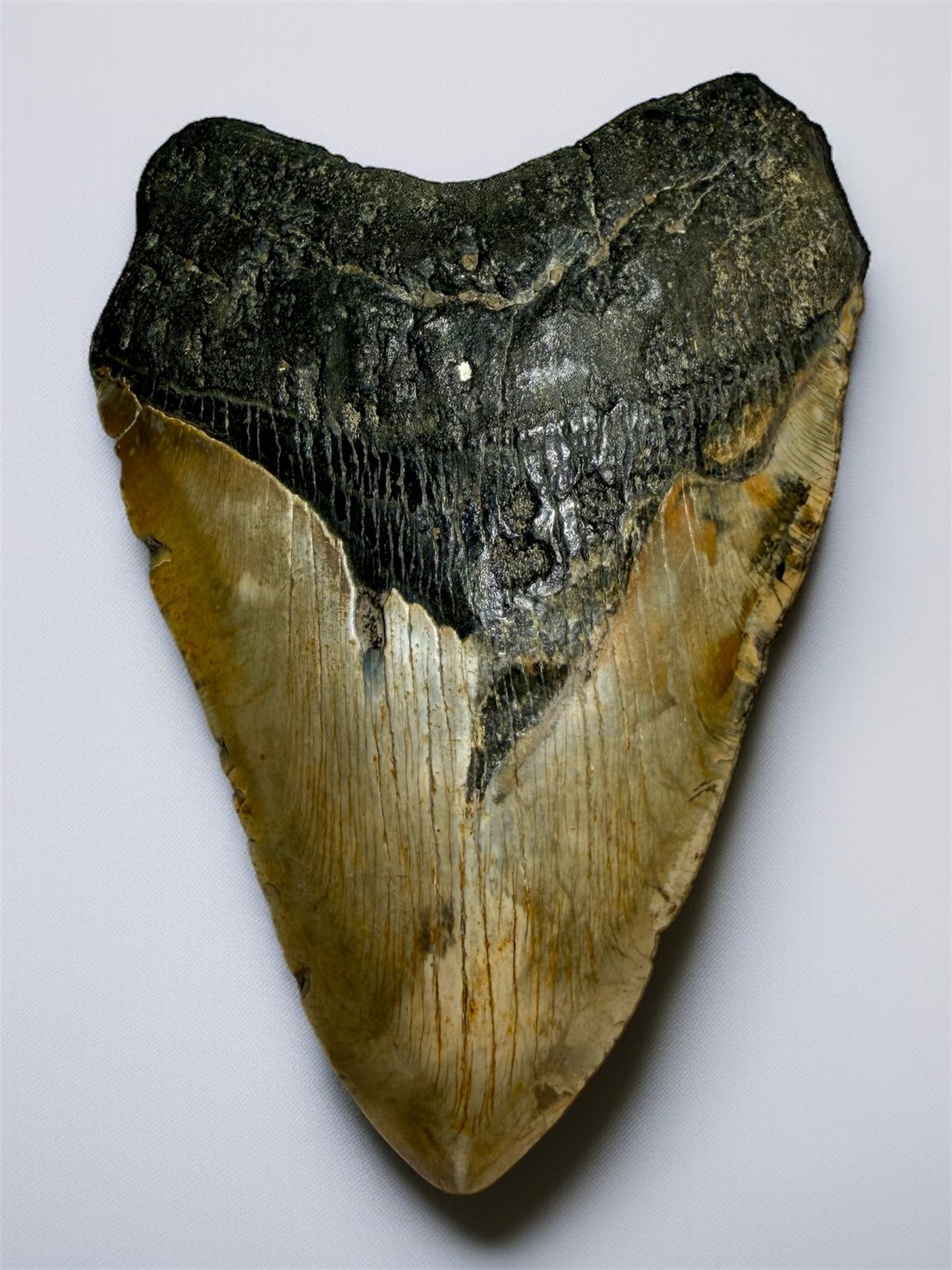 Front view of natural 5.6 inch South Carolina Megalodon tooth