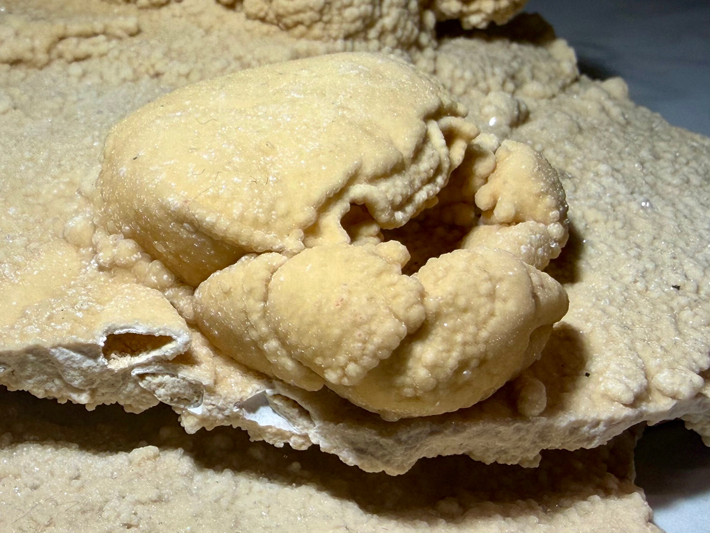Potamon Crab Fossil (A)- Denizli Basin | River Walkers Mineral
