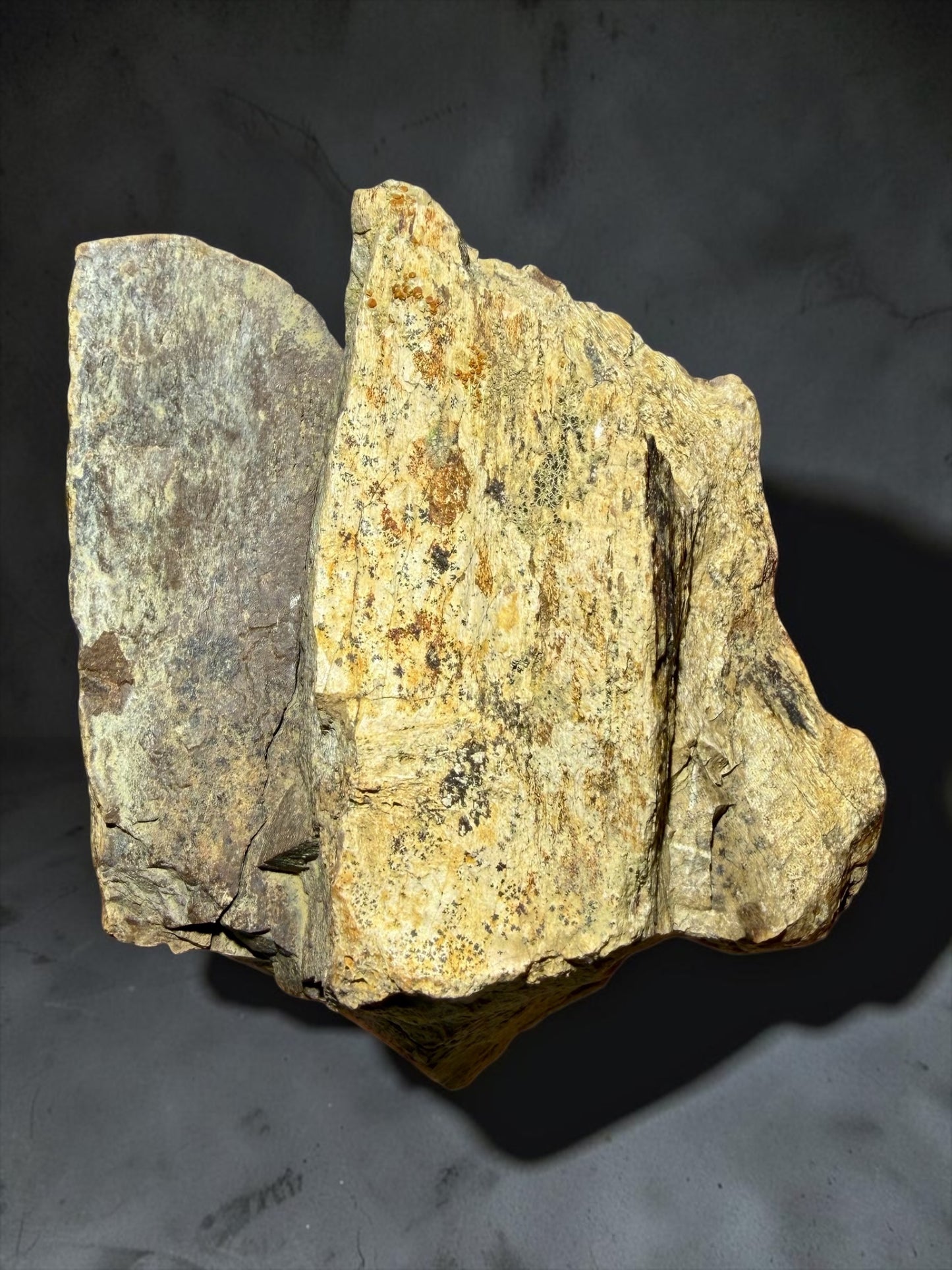 T. Rex Femur Bone Fossil- Hell Creek | River Walkers Minerals
