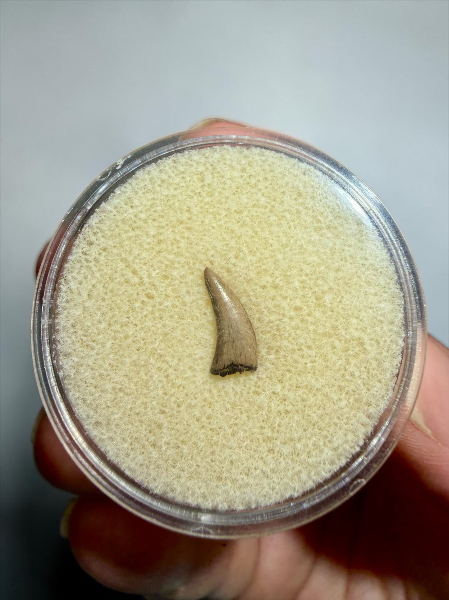 Rare Ricardoestesia Tooth- Judith River Formation | River Walkers Minerals