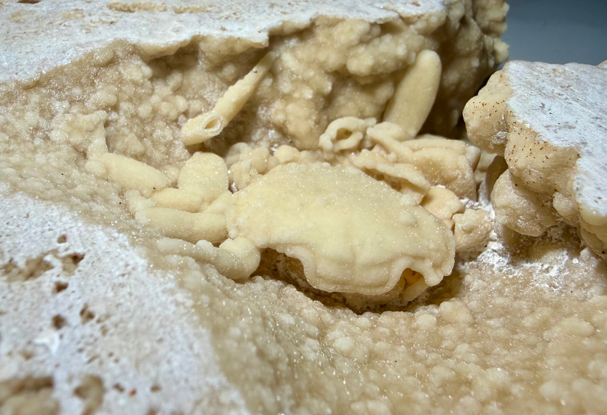 Close-up of crab carapace showing natural calcite texture.