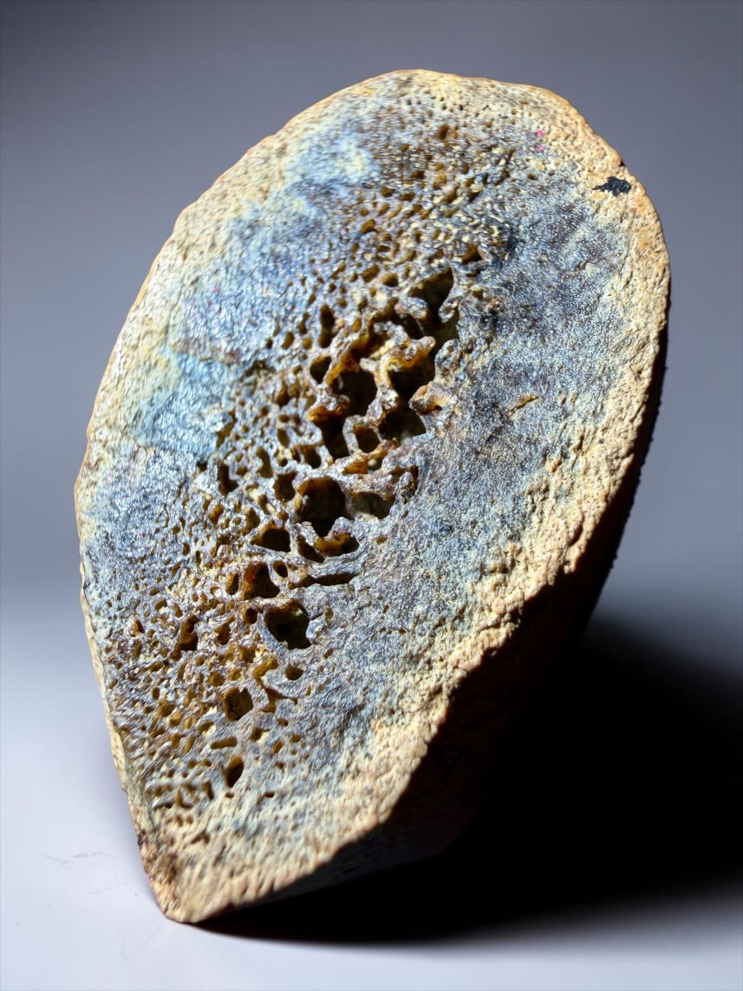 Lambeosaurus Rib Bone Cross Section- Judith River Formation | River Walker Minerals