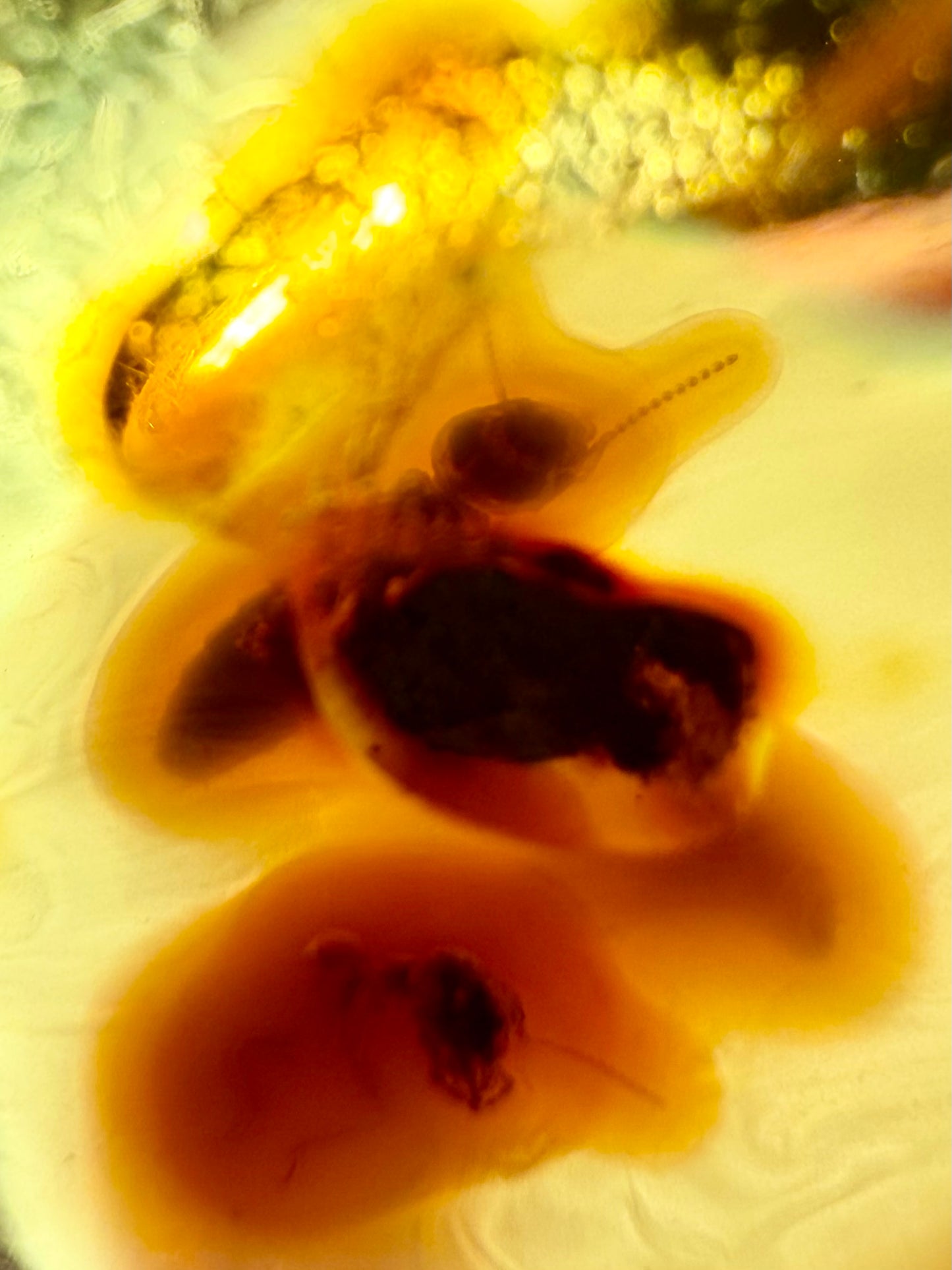 Amber With Insect-Filled Sack- Colombia | River Walkers Minerals