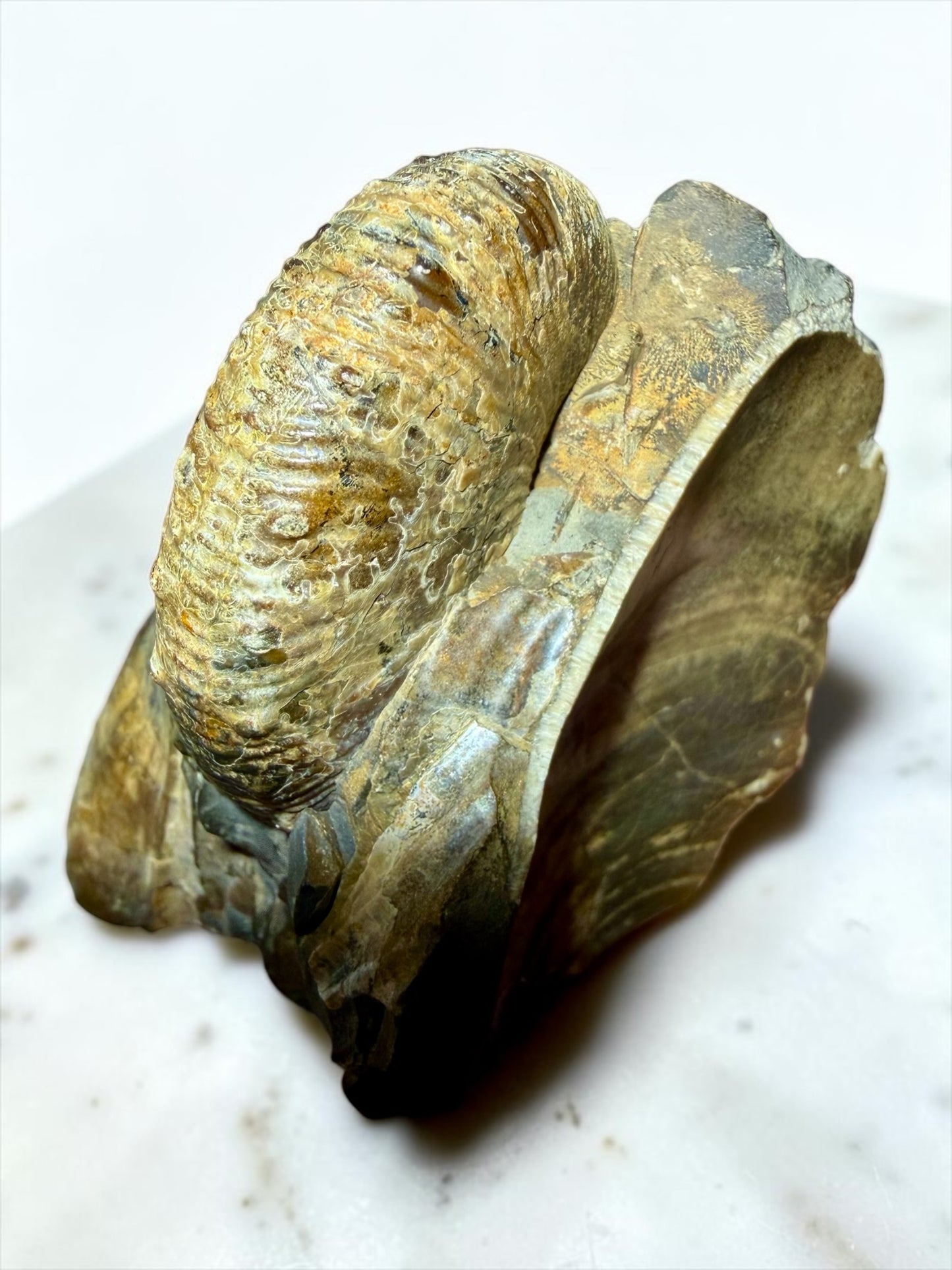 Iridescent-Pearly Eutrephoceras with Marine Shell Fossil- Pierre Shale Montana | River Walkers Minerals