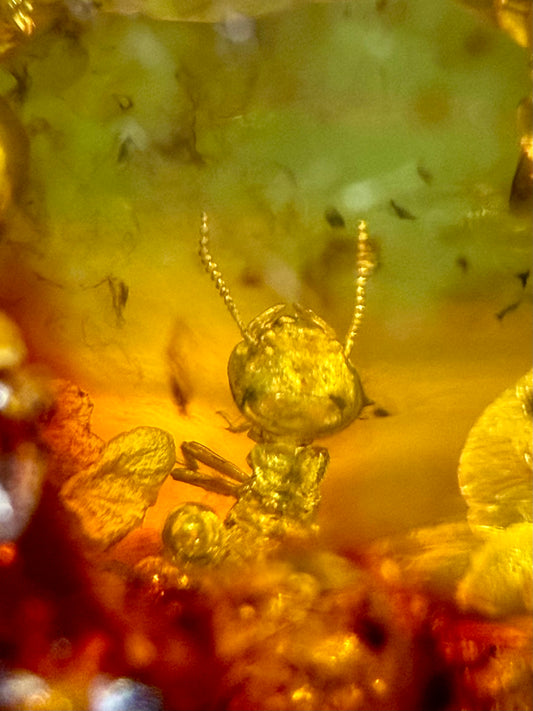 Amber With Insects- Colombia | River Walkers Minerals