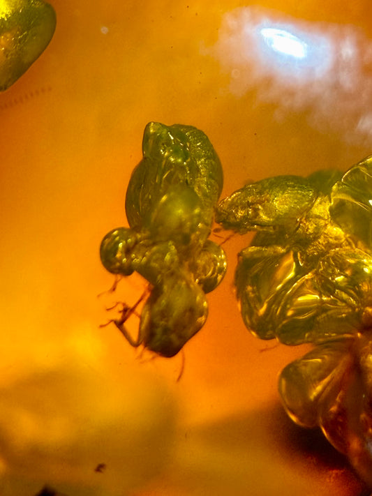 Amber With Insects- Colombia | River Walkers Minerals
