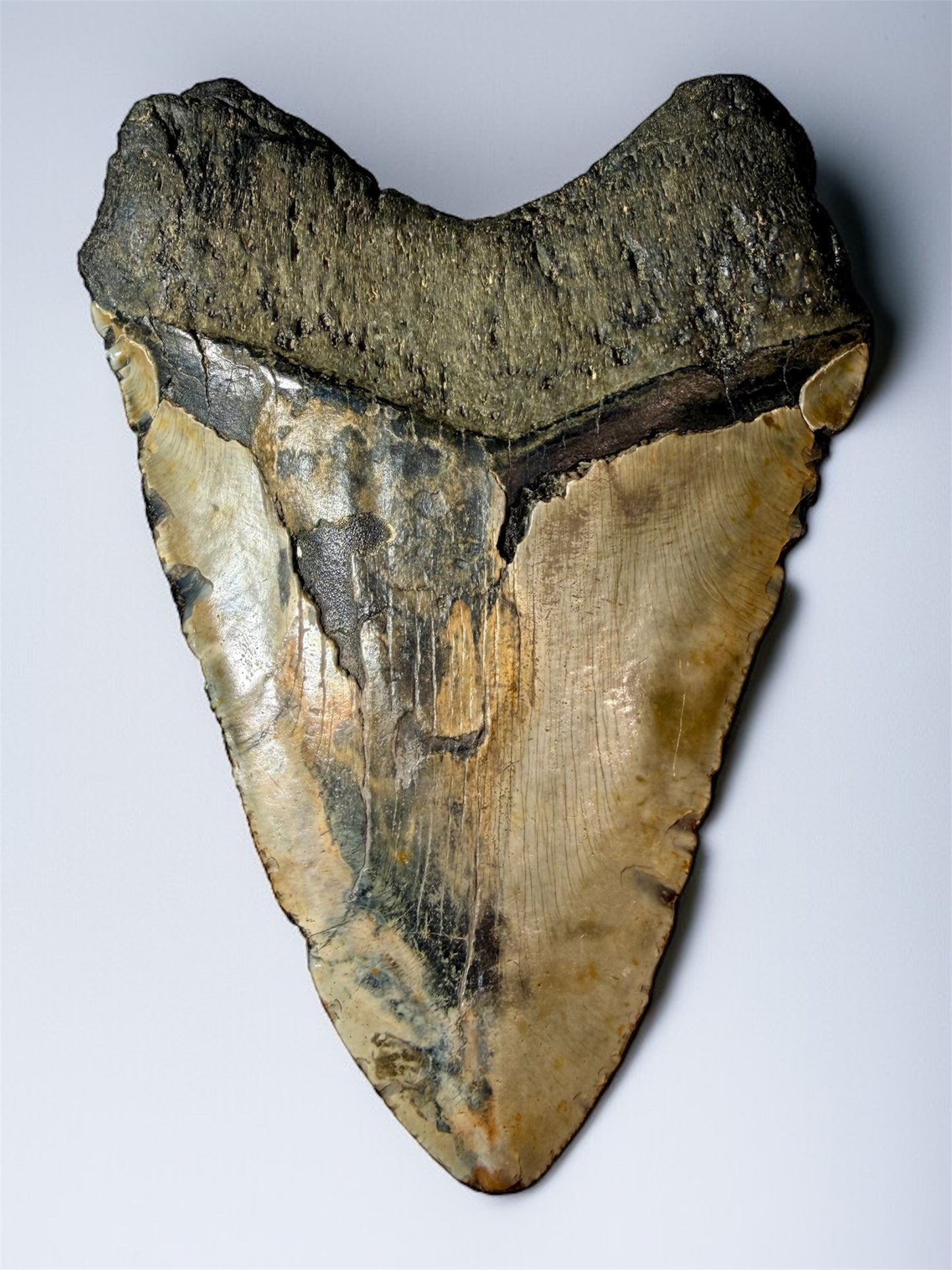 Back view of 5.6 inch Megalodon tooth showing root and enamel