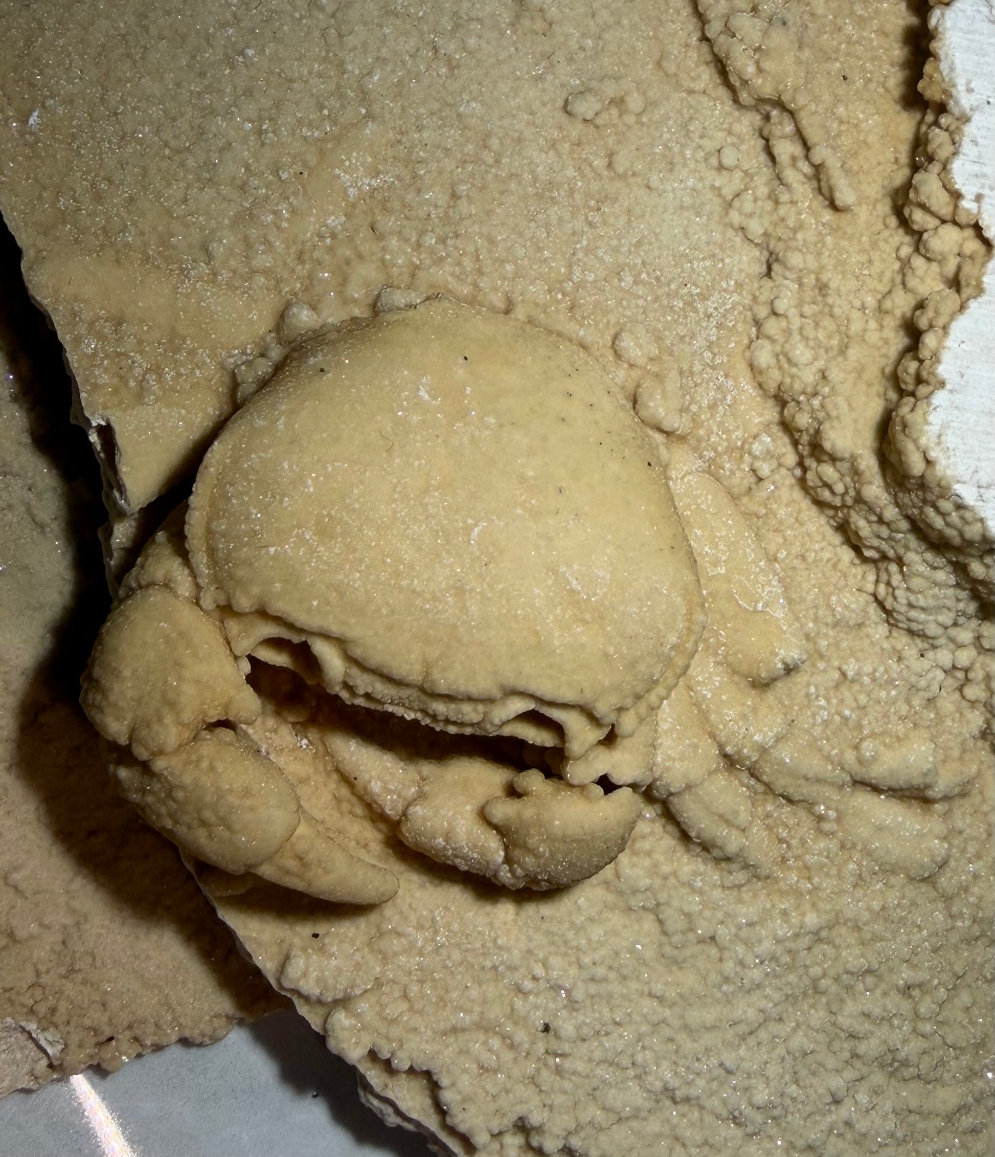 Full specimen of UV-reactive travertine plate with well-preserved Potamon crab fossil.