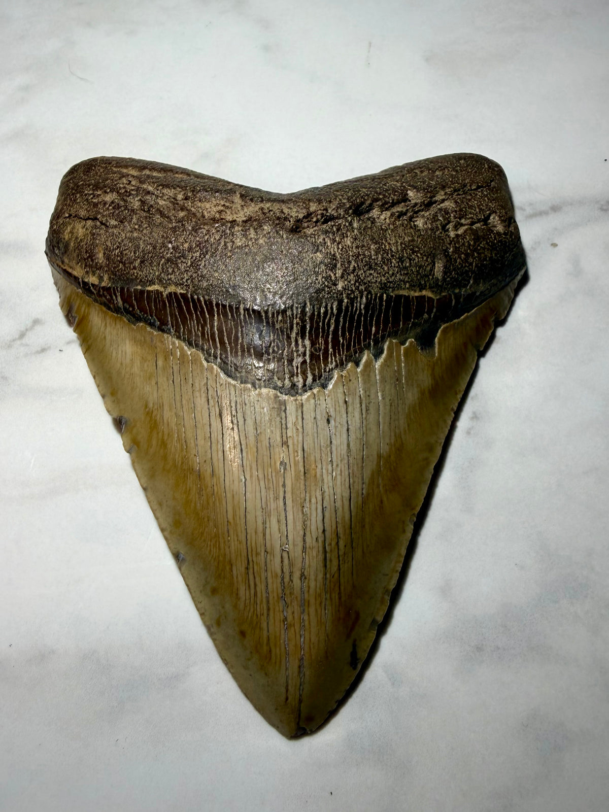 Complete Megalodon Tooth Over 5 Inches, NO Repairs or Restorations- South Carolina | River Walkers Minerals