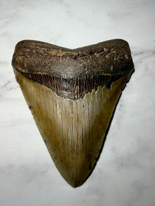 Complete Megalodon Tooth Over 5 Inches, NO Repairs or Restorations- South Carolina | River Walkers Minerals