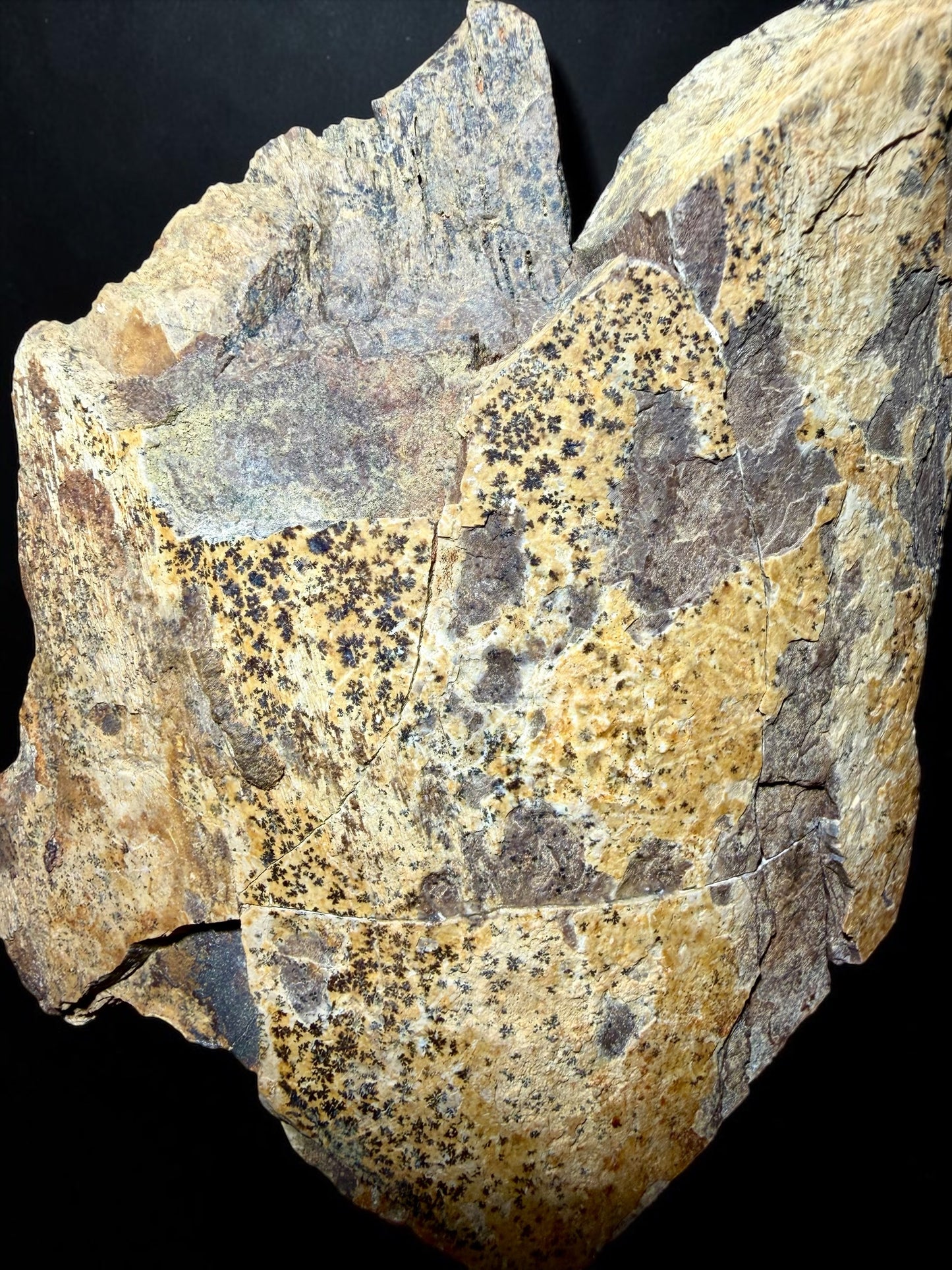 T. Rex Femur Bone Fossil- Hell Creek | River Walkers Minerals