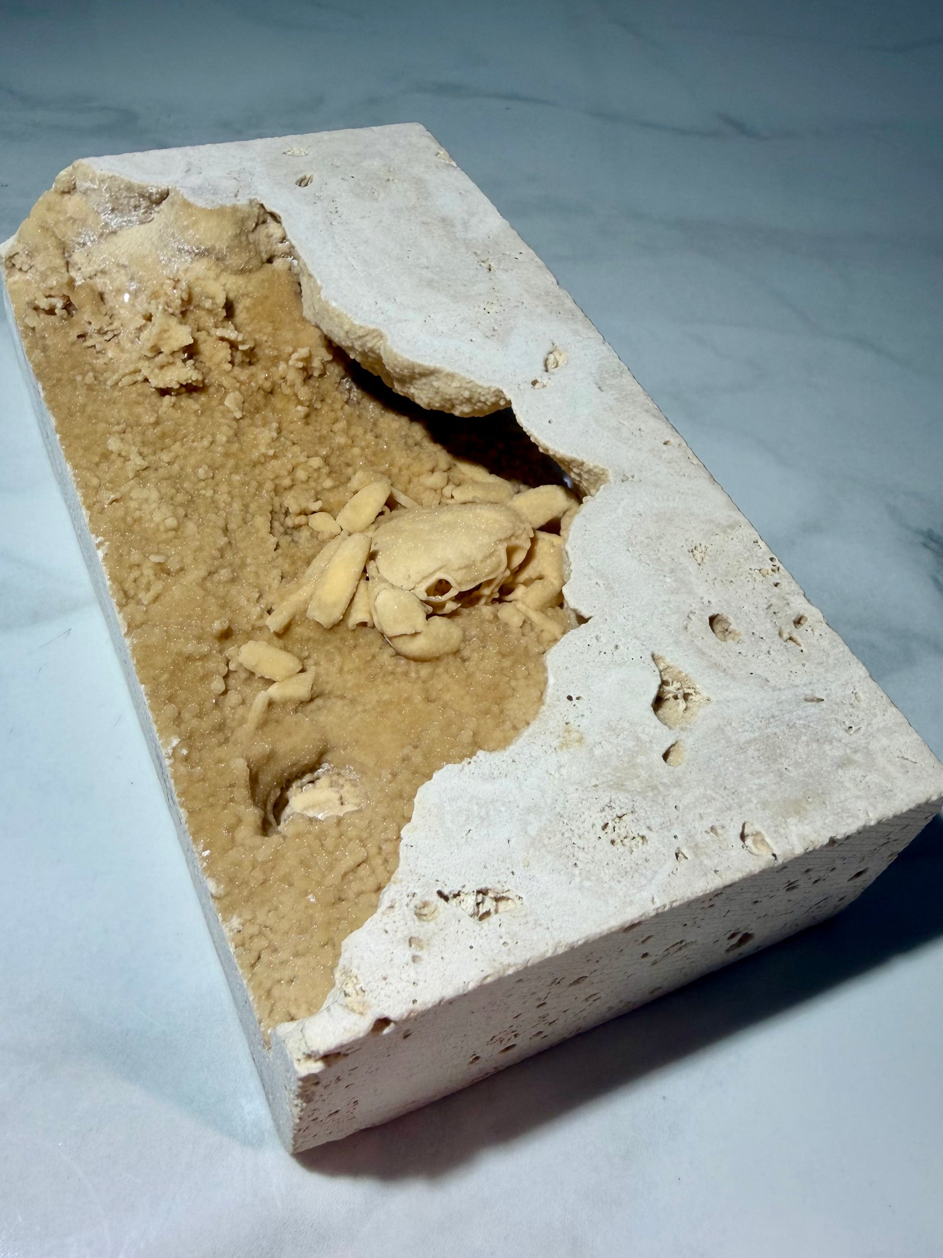 Narrow block of travertine with recessed pocket containing a preserved Potamon crab fossil from Denizli Basin.