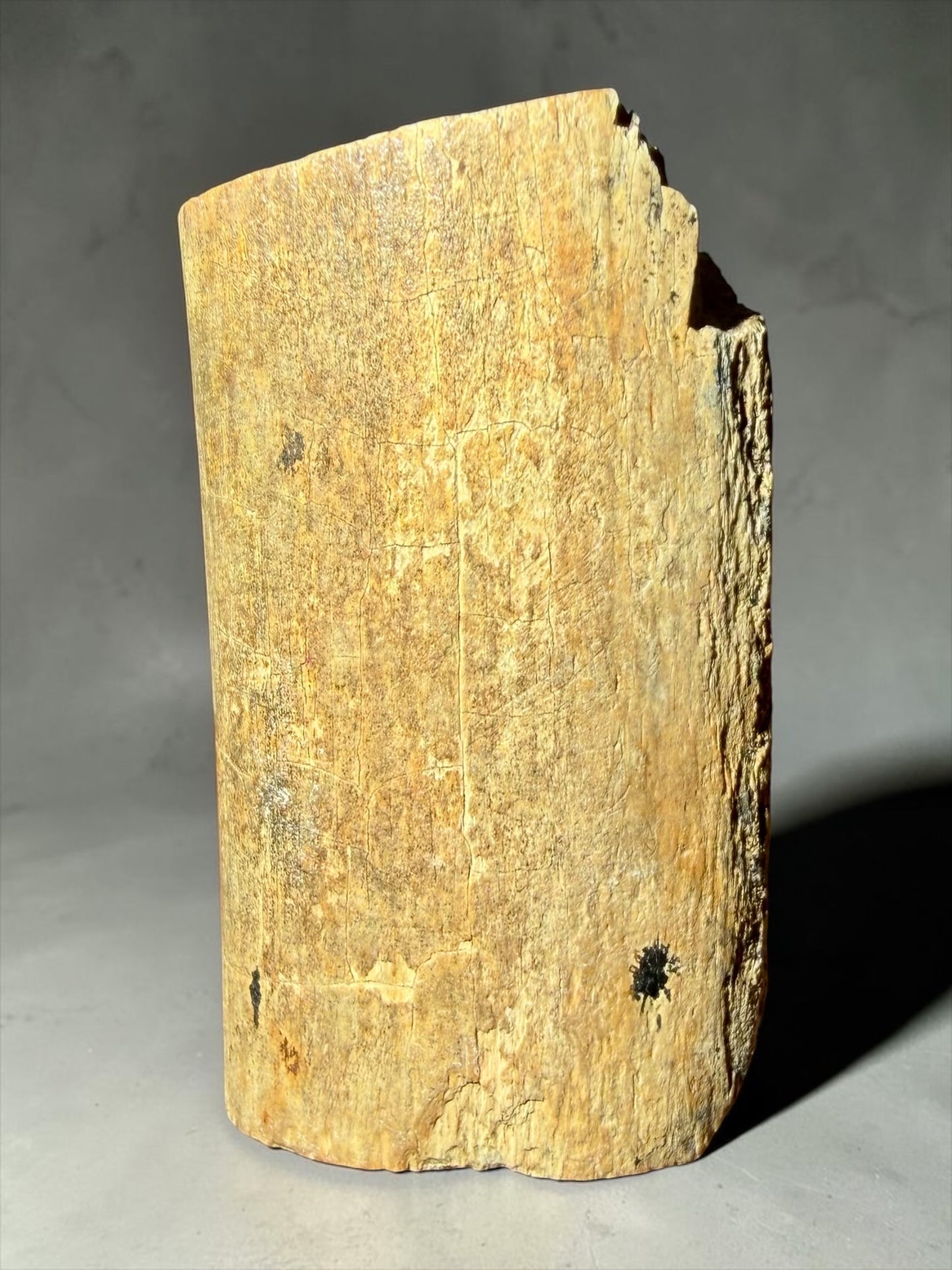 Lambeosaurus Rib Bone Cross Section- Judith River Formation | River Walker Minerals