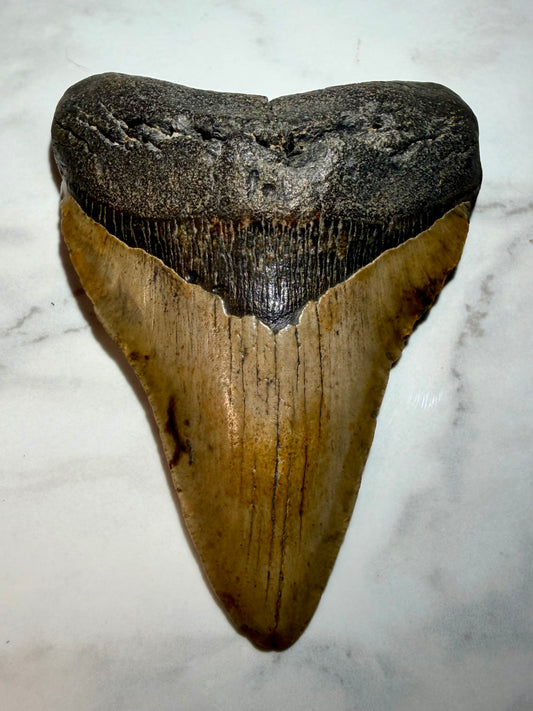 Complete Megalodon Tooth Over 5 Inches, NO Repairs or Restorations- South Carolina | River Walkers Minerals
