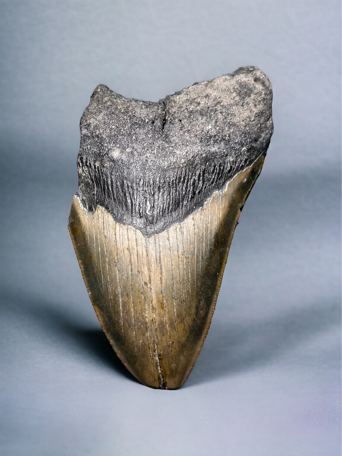 Megalodon Tooth (C)