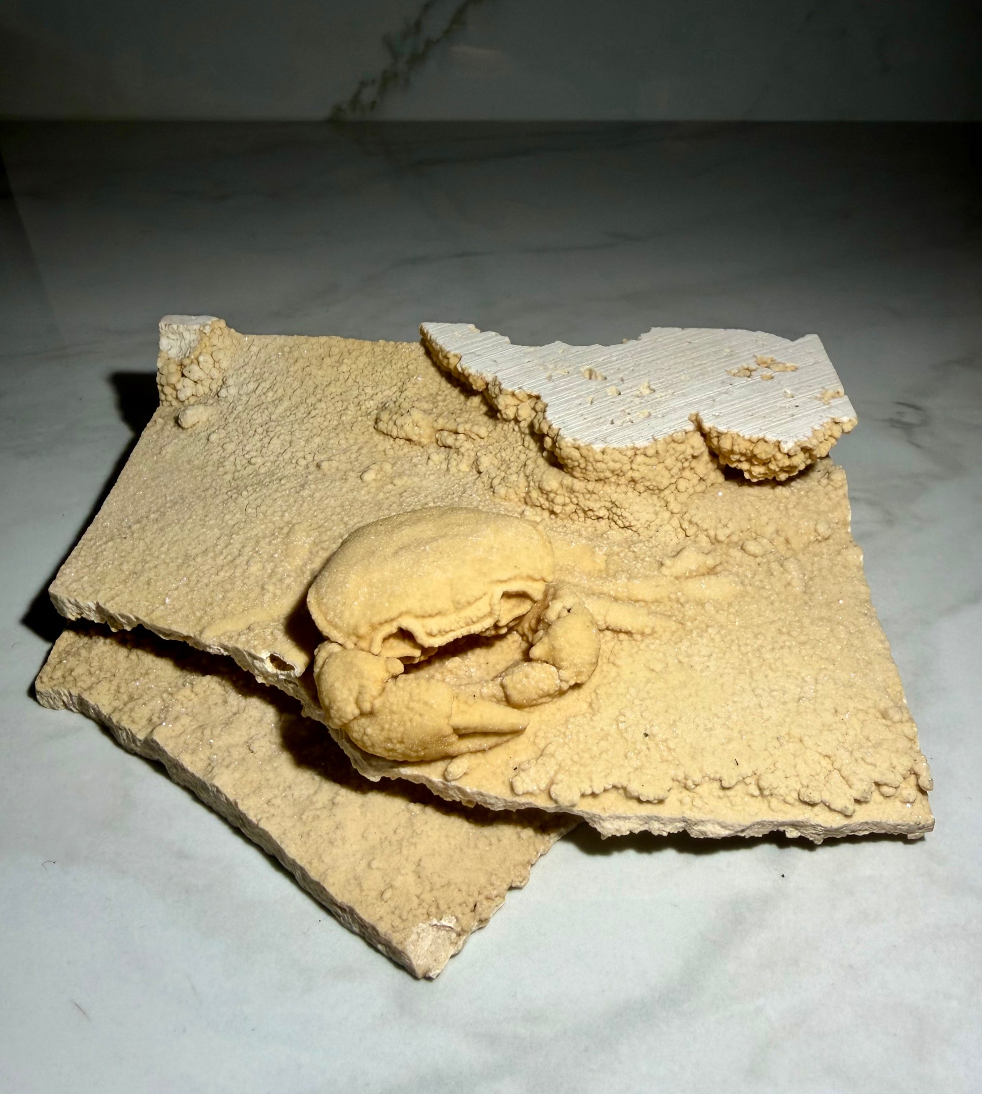 Side angle of Turkish Potamon crab fossil with botryoidal travertine texture and exposed matrix layers
