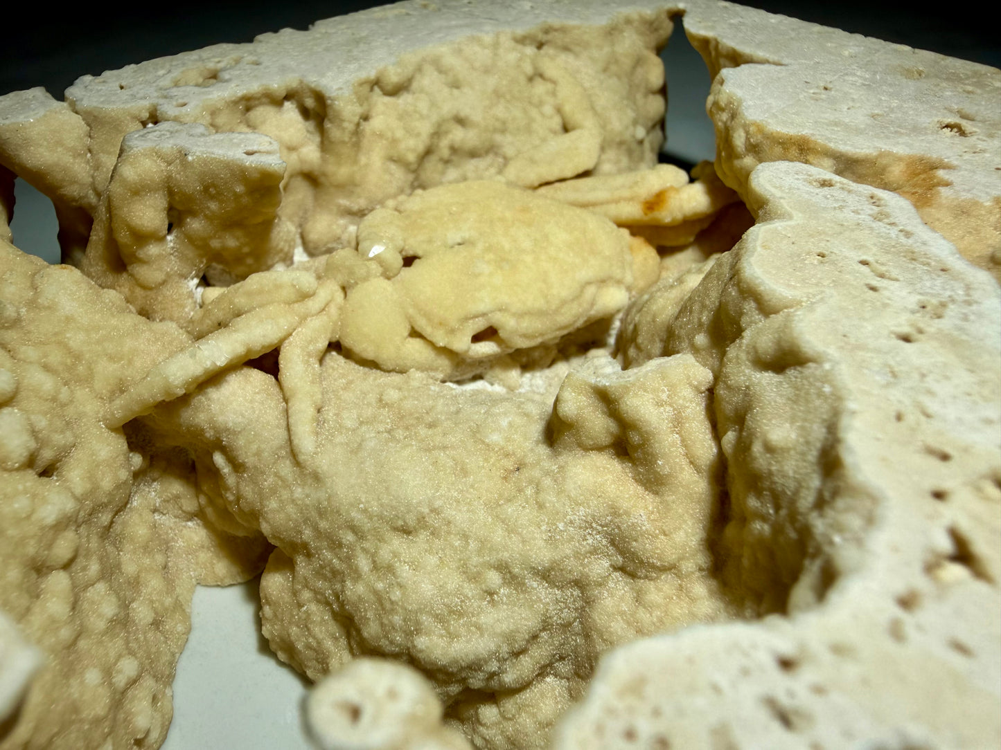 Side angle showing crab fossil resting on rounded travertine formations, 5.6 by 4 inches.