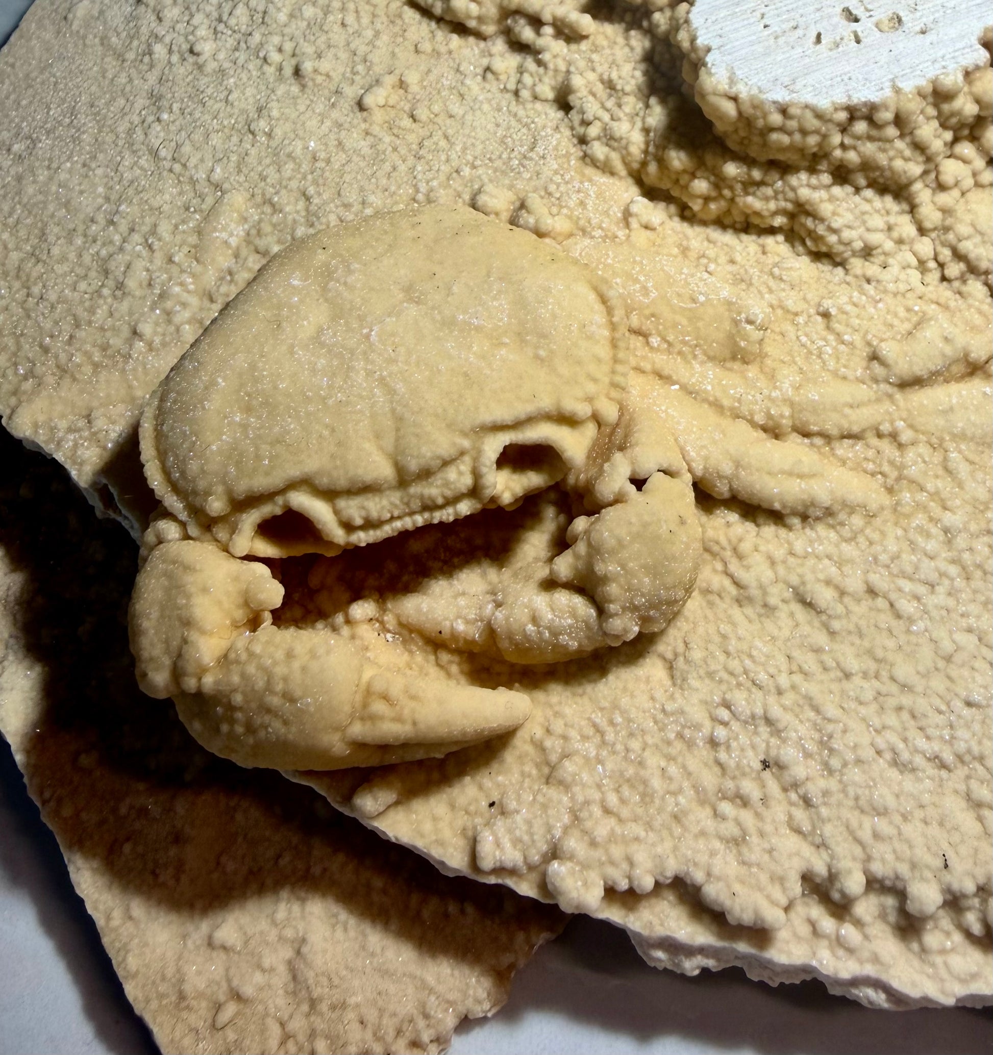 Miocene–Pliocene Potamon crab fossil on layered travertine slab, 6x5.8 inches.