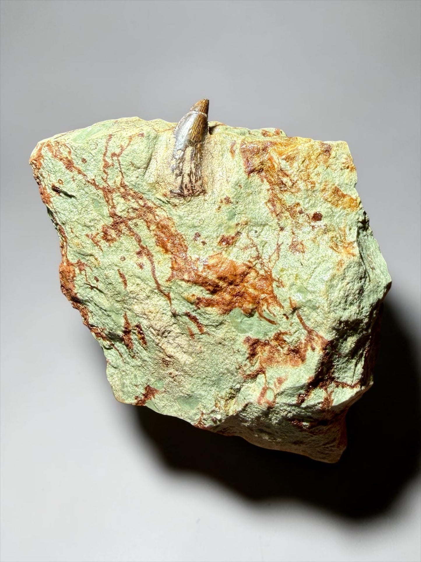 Abelisaur Tooth Preserved in Situ- Dekkar Formation | River Walkers Minerals