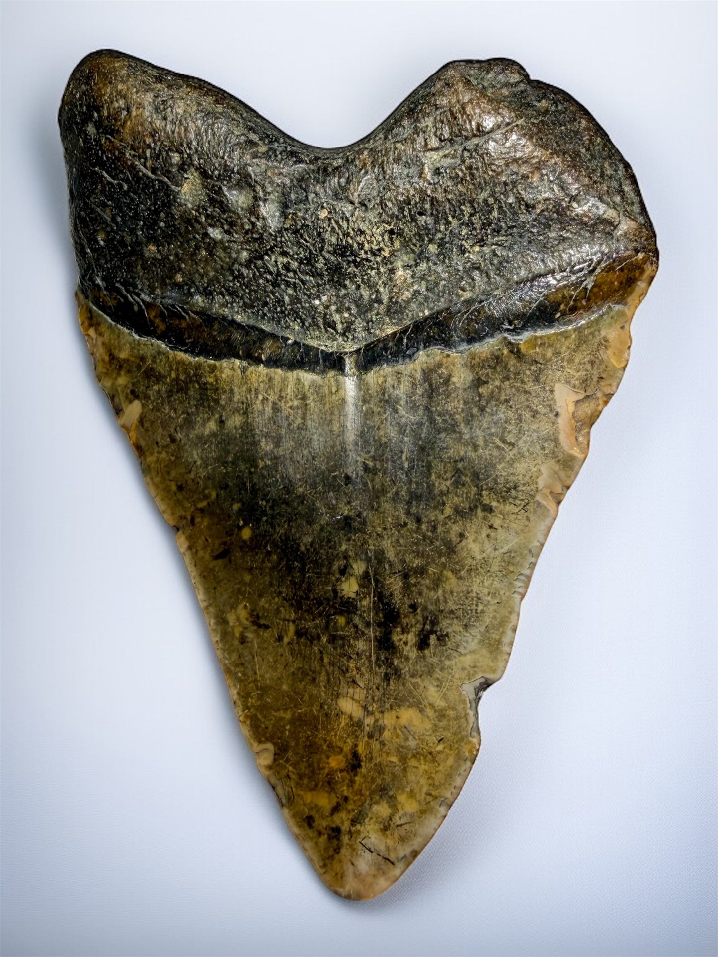 Back view of 5.2 inch Megalodon tooth showing original enamel and root texture