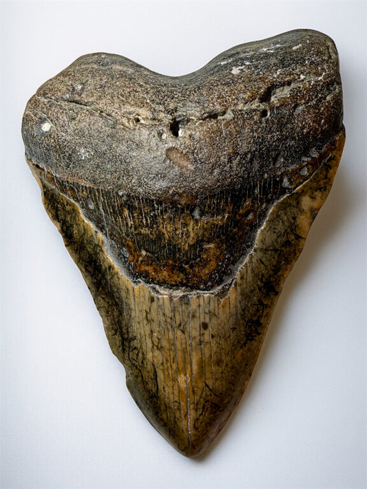 Front view of 5.2 inch South Carolina Megalodon tooth with natural coloration