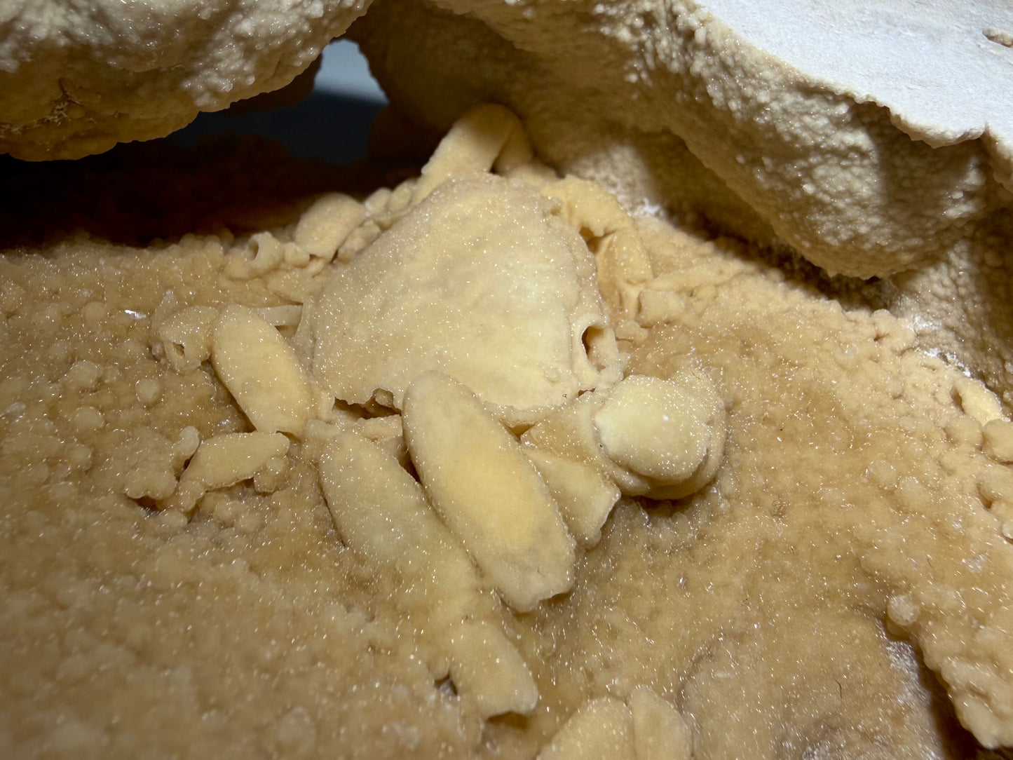 Side view of fossil crab partially sheltered beneath a natural travertine overhang, with botryoidal mineral textures.