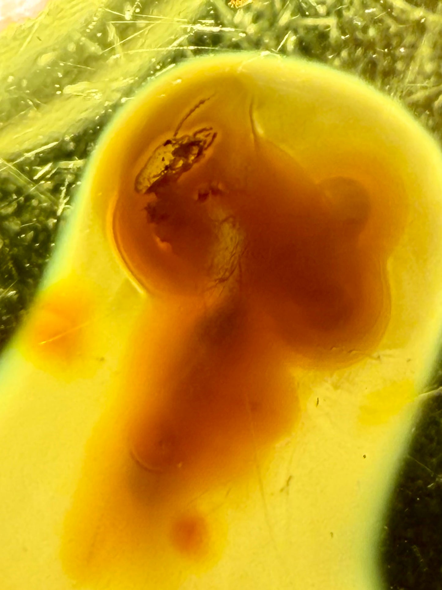 Amber With Insect-Filled Sack- Colombia | River Walkers Minerals