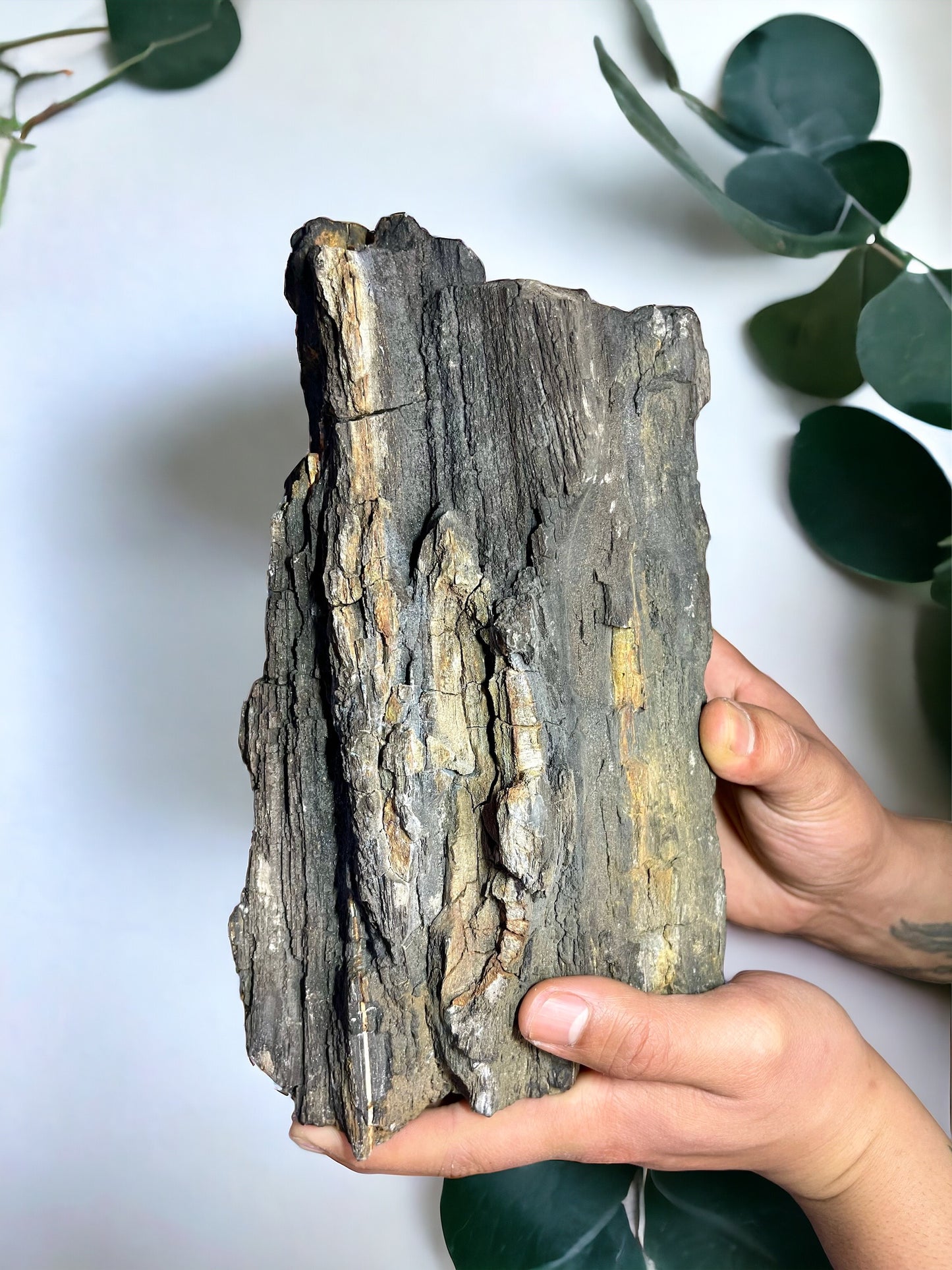 XXL Permineralized Wood