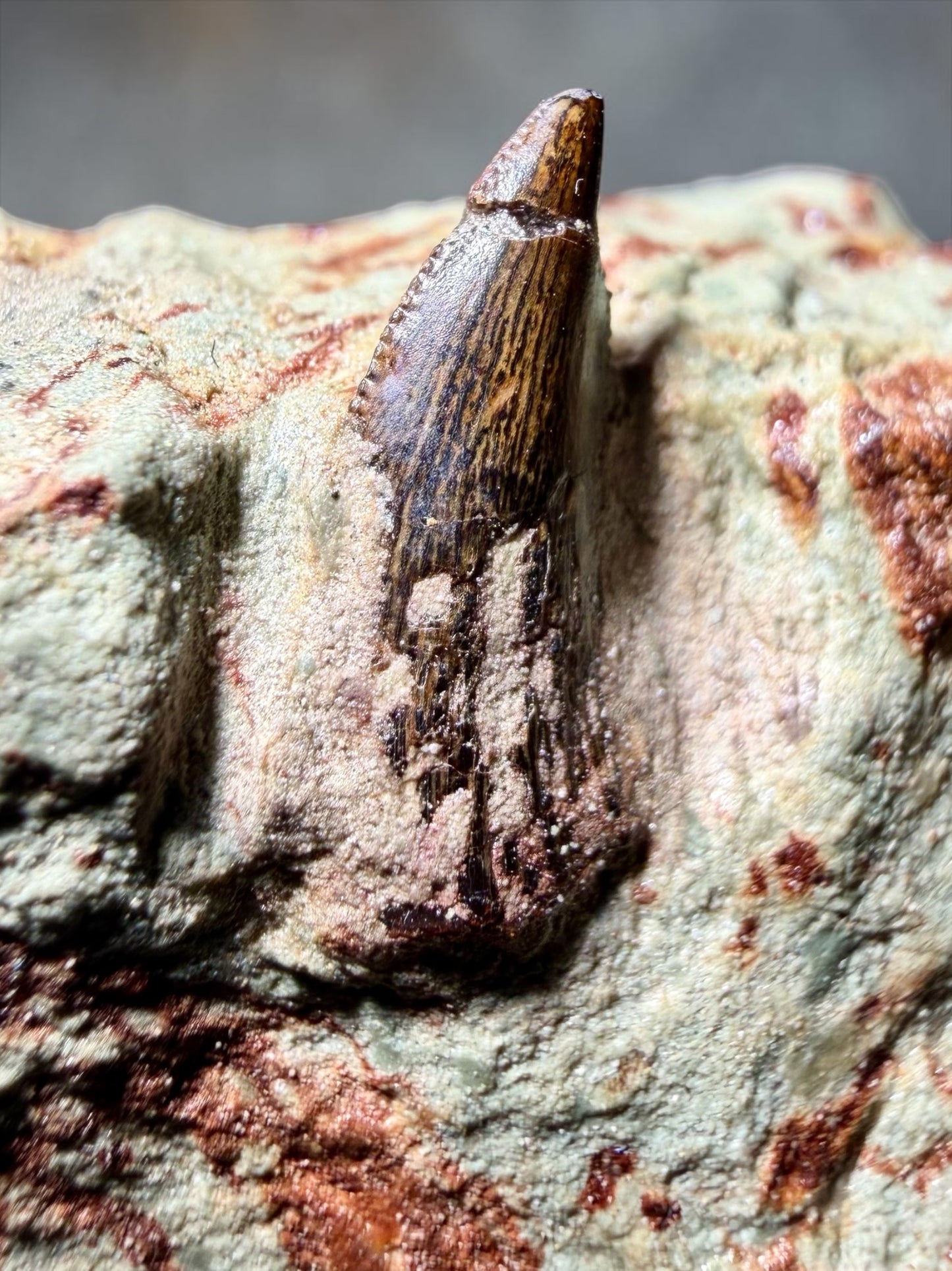 Abelisaur Tooth Preserved in Situ- Dekkar Formation | River Walkers Minerals