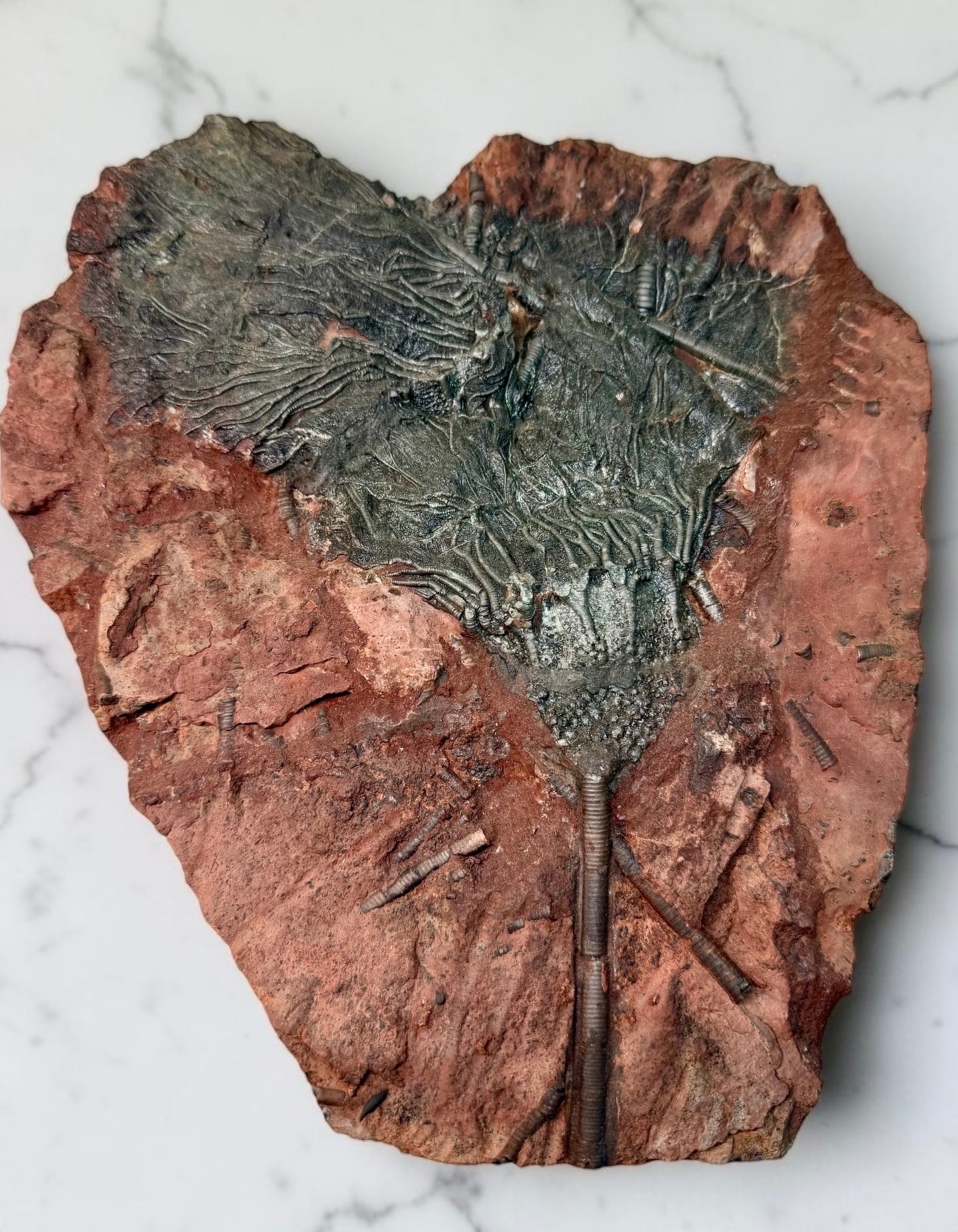 Massive Crinoid Fossil Plate- Morocco | River Walkers Minerals