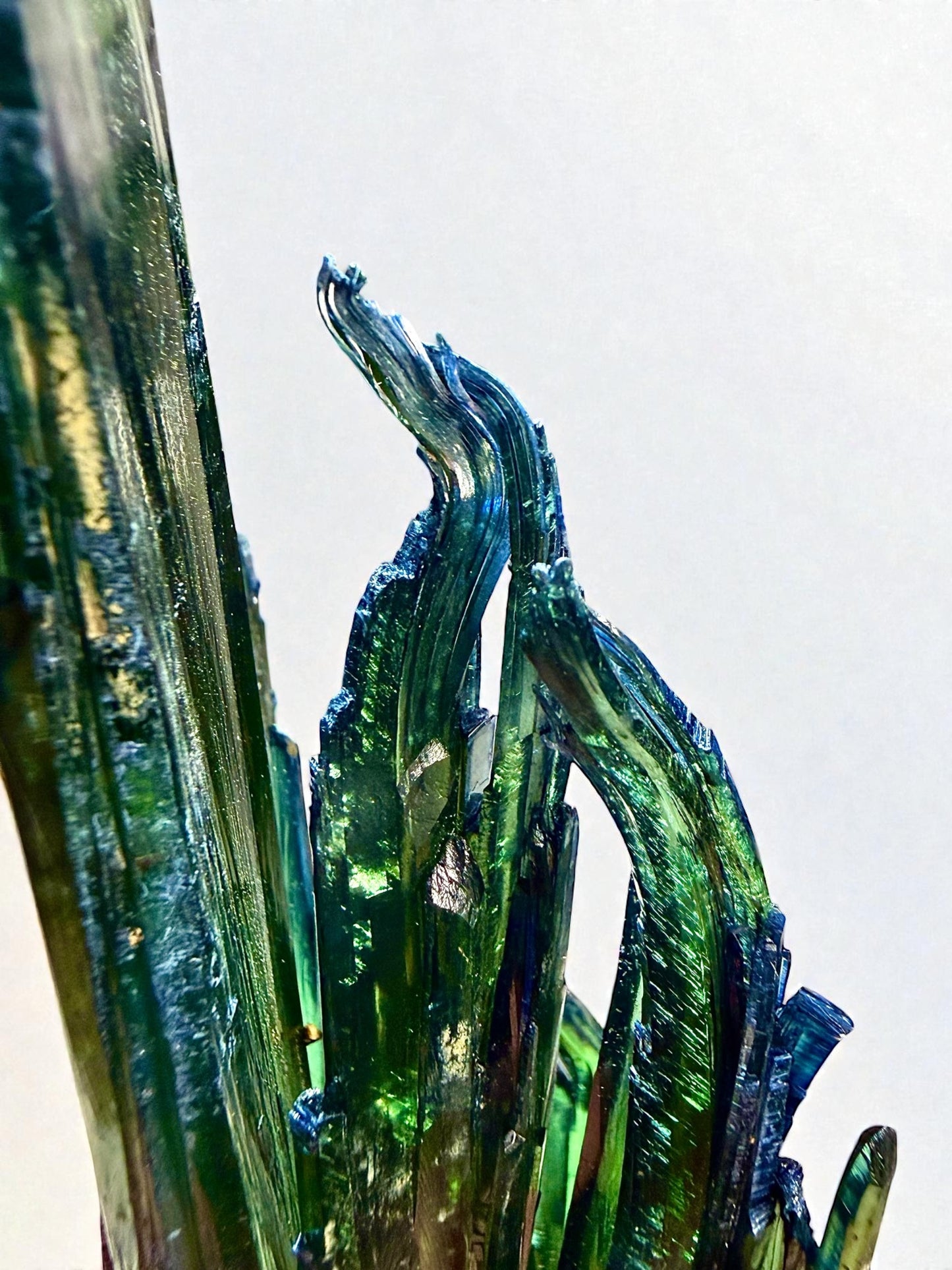 Close-up of bent vivianite tips displaying blue iridescent edges and natural mid-growth curvature.